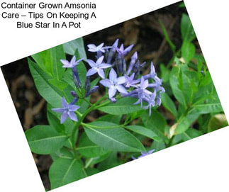 Container Grown Amsonia Care – Tips On Keeping A Blue Star In A Pot