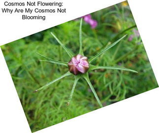 Cosmos Not Flowering: Why Are My Cosmos Not Blooming