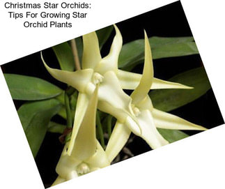 Christmas Star Orchids: Tips For Growing Star Orchid Plants