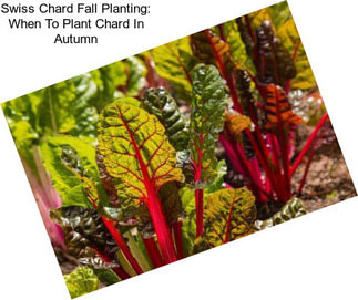 Swiss Chard Fall Planting: When To Plant Chard In Autumn