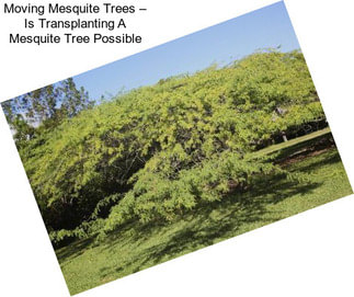 Moving Mesquite Trees – Is Transplanting A Mesquite Tree Possible