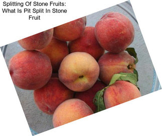 Splitting Of Stone Fruits: What Is Pit Split In Stone Fruit