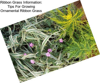 Ribbon Grass Information: Tips For Growing Ornamental Ribbon Grass