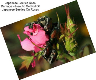 Japanese Beetles Rose Damage – How To Get Rid Of Japanese Beetles On Roses