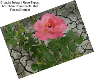 Drought Tolerant Rose Types: Are There Rose Plants That Resist Drought