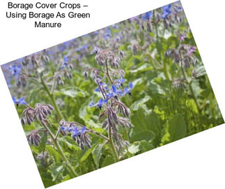 Borage Cover Crops – Using Borage As Green Manure