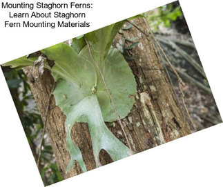 Mounting Staghorn Ferns: Learn About Staghorn Fern Mounting Materials