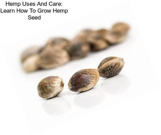 Hemp Uses And Care: Learn How To Grow Hemp Seed
