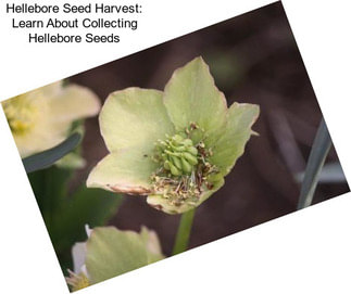 Hellebore Seed Harvest: Learn About Collecting Hellebore Seeds