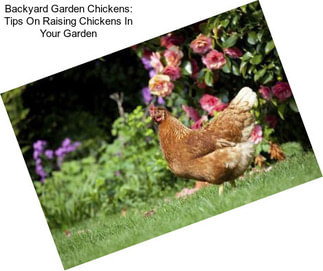 Backyard Garden Chickens: Tips On Raising Chickens In Your Garden