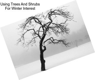 Using Trees And Shrubs For Winter Interest