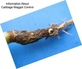 Information About Cabbage Maggot Control