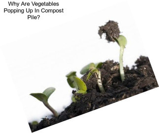 Why Are Vegetables Popping Up In Compost Pile?