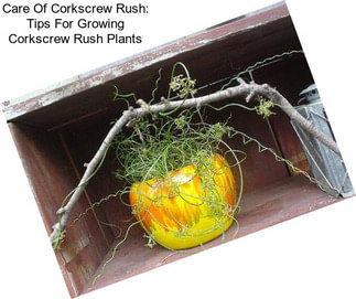 Care Of Corkscrew Rush: Tips For Growing Corkscrew Rush Plants