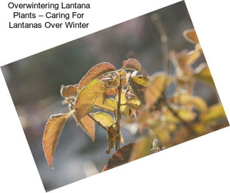 Overwintering Lantana Plants – Caring For Lantanas Over Winter