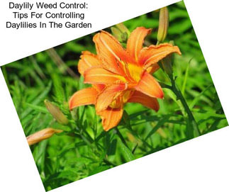 Daylily Weed Control: Tips For Controlling Daylilies In The Garden