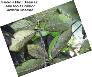 Gardenia Plant Diseases: Learn About Common Gardenia Diseases