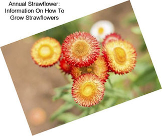 Annual Strawflower: Information On How To Grow Strawflowers