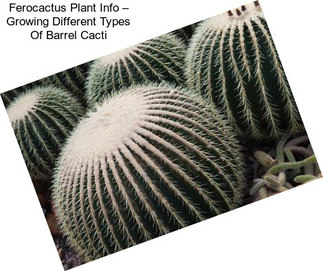 Ferocactus Plant Info – Growing Different Types Of Barrel Cacti