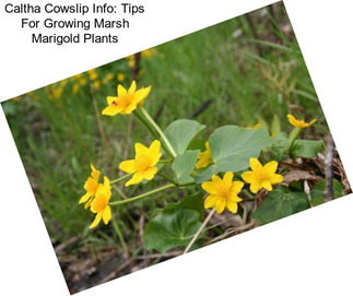 Caltha Cowslip Info: Tips For Growing Marsh Marigold Plants