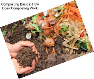 Composting Basics: How Does Composting Work