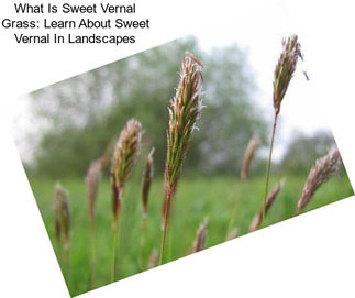 What Is Sweet Vernal Grass: Learn About Sweet Vernal In Landscapes