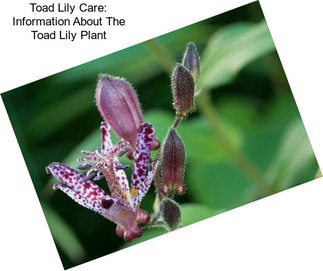 Toad Lily Care: Information About The Toad Lily Plant