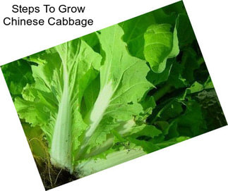 Steps To Grow Chinese Cabbage