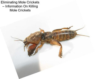 Eliminating Mole Crickets – Information On Killing Mole Crickets