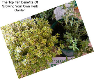 The Top Ten Benefits Of Growing Your Own Herb Garden