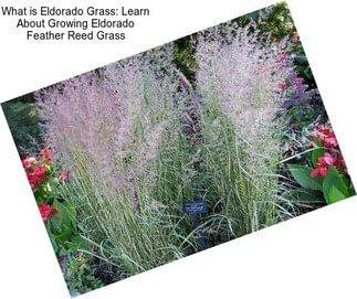 What is Eldorado Grass: Learn About Growing Eldorado Feather Reed Grass