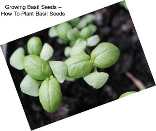 Growing Basil Seeds – How To Plant Basil Seeds