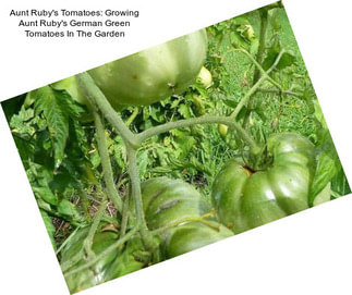 Aunt Ruby\'s Tomatoes: Growing Aunt Ruby\'s German Green Tomatoes In The Garden