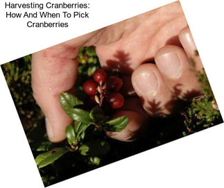 Harvesting Cranberries: How And When To Pick Cranberries