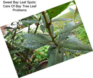 Sweet Bay Leaf Spots: Care Of Bay Tree Leaf Problems