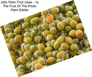 Jelly Palm Fruit Uses – Is The Fruit Of The Pindo Palm Edible