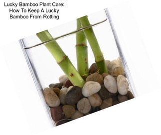 Lucky Bamboo Plant Care: How To Keep A Lucky Bamboo From Rotting