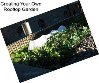 Creating Your Own Rooftop Garden