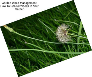 Garden Weed Management: How To Control Weeds In Your Garden