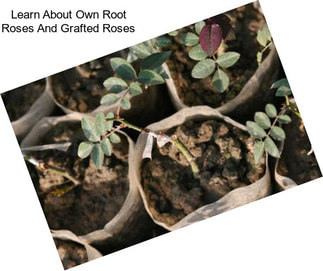 Learn About Own Root Roses And Grafted Roses