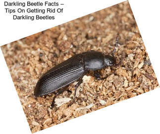 Darkling Beetle Facts – Tips On Getting Rid Of Darkling Beetles