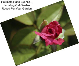 Heirloom Rose Bushes – Locating Old Garden Roses For Your Garden