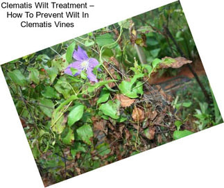 Clematis Wilt Treatment – How To Prevent Wilt In Clematis Vines