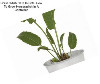 Horseradish Care In Pots: How To Grow Horseradish In A Container
