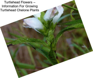 Turtlehead Flowers – Information For Growing Turtlehead Chelone Plants