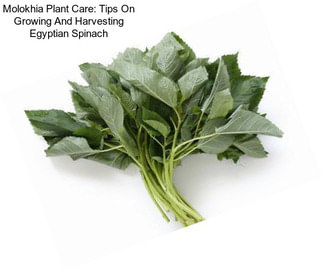 Molokhia Plant Care: Tips On Growing And Harvesting Egyptian Spinach