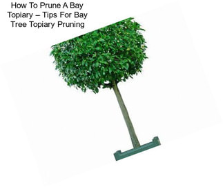 How To Prune A Bay Topiary – Tips For Bay Tree Topiary Pruning