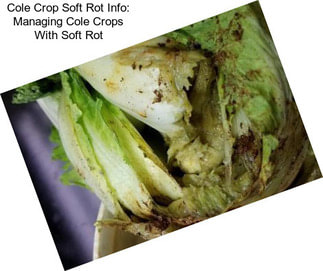 Cole Crop Soft Rot Info: Managing Cole Crops With Soft Rot