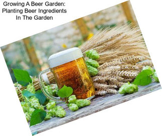 Growing A Beer Garden: Planting Beer Ingredients In The Garden