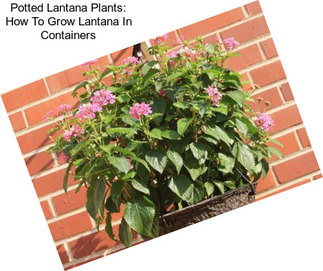 Potted Lantana Plants: How To Grow Lantana In Containers